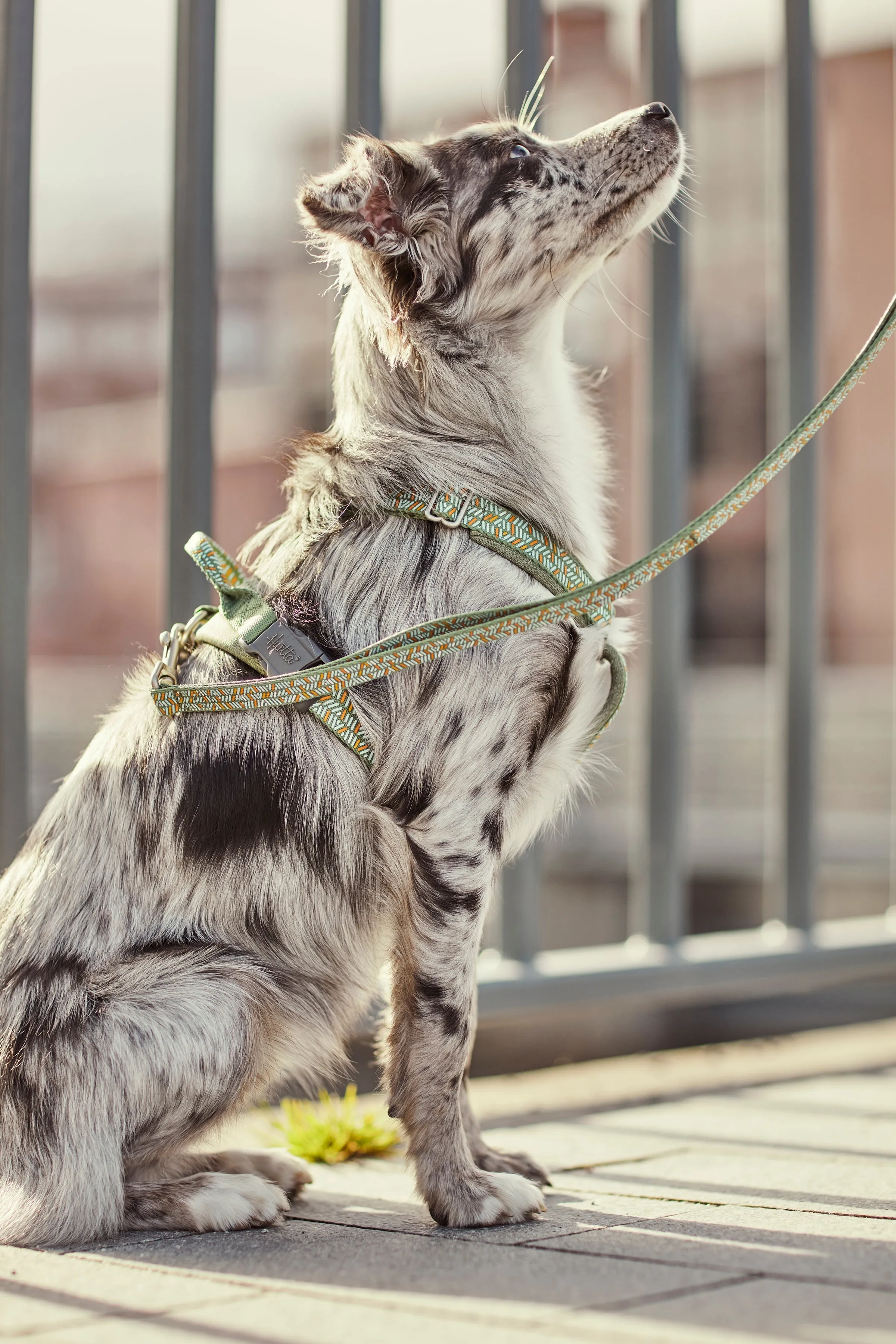 Hurtta Dog Y-Harness: Razzle Dazzle, Bilberry