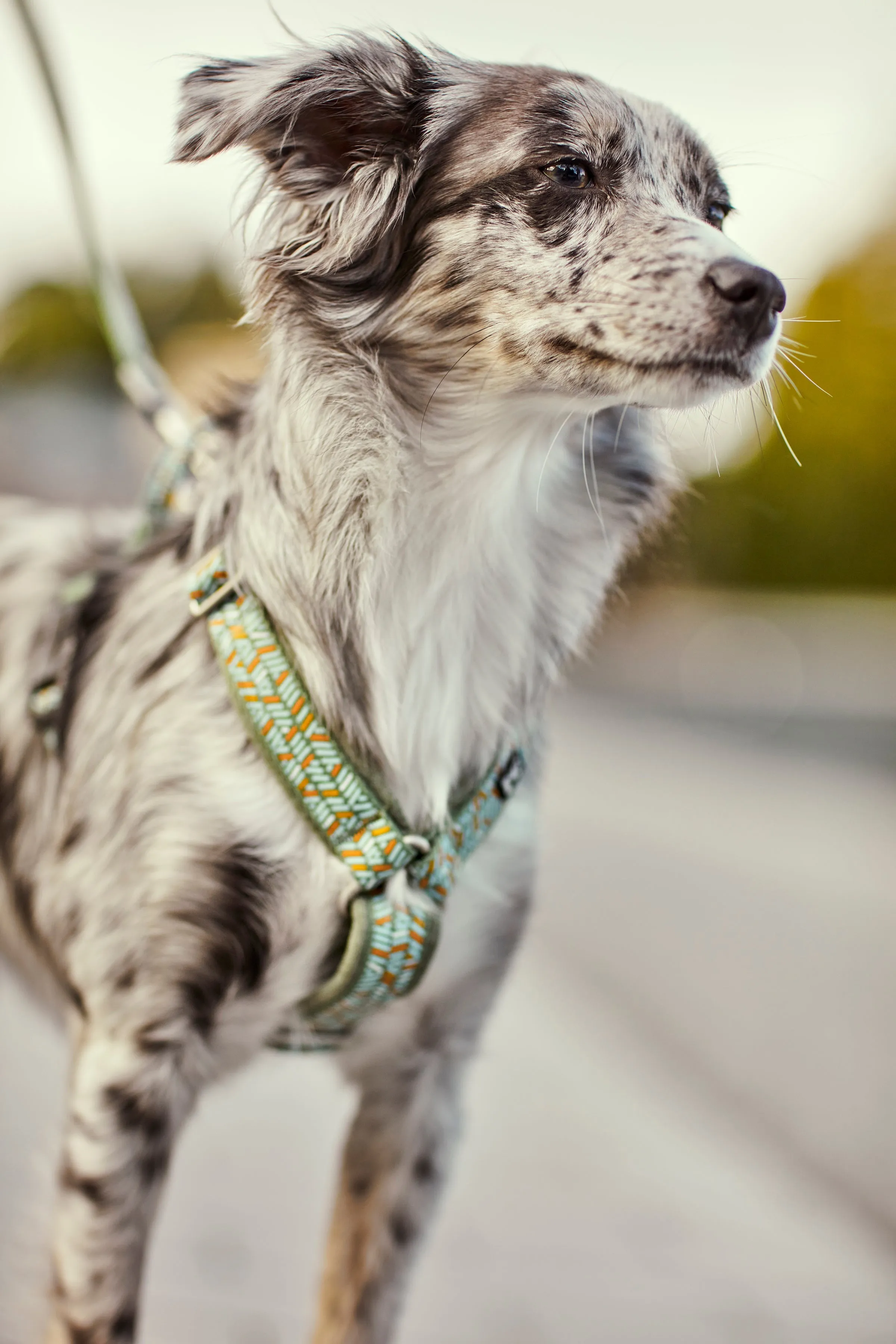 Hurtta Dog Y-Harness: Razzle Dazzle, Bilberry