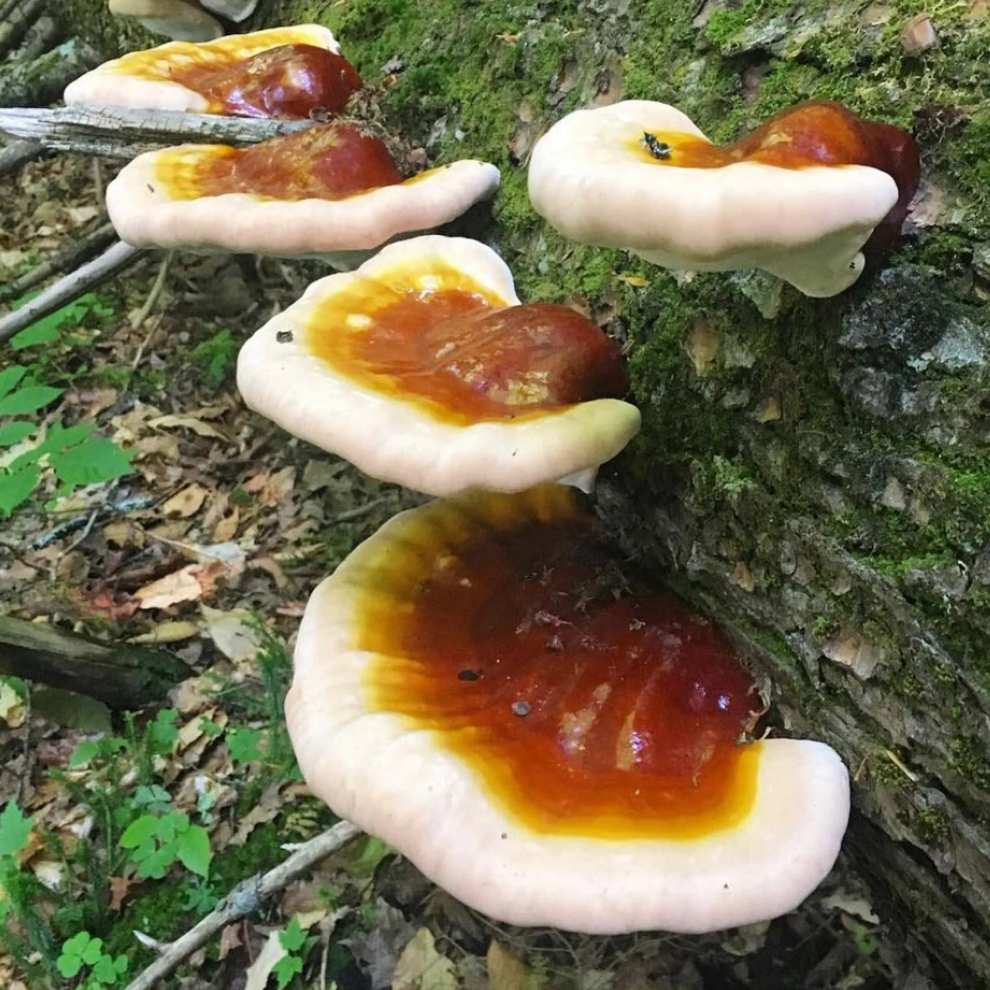 Organic Hemlock Reishi Mushroom Sawdust Spawn