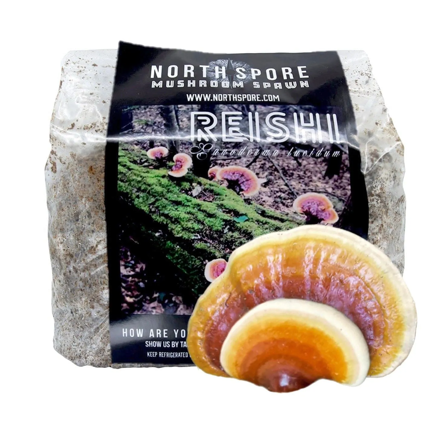 Organic Hemlock Reishi Mushroom Sawdust Spawn